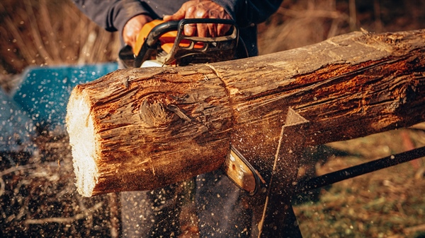 Chainsaw Safety Training